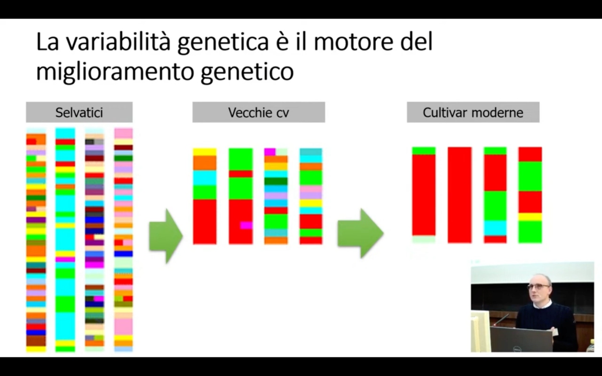 Durante il processo di addomesticamento e di selezione molta della variabilità genetica presente nelle varietà moderne è andata perduta